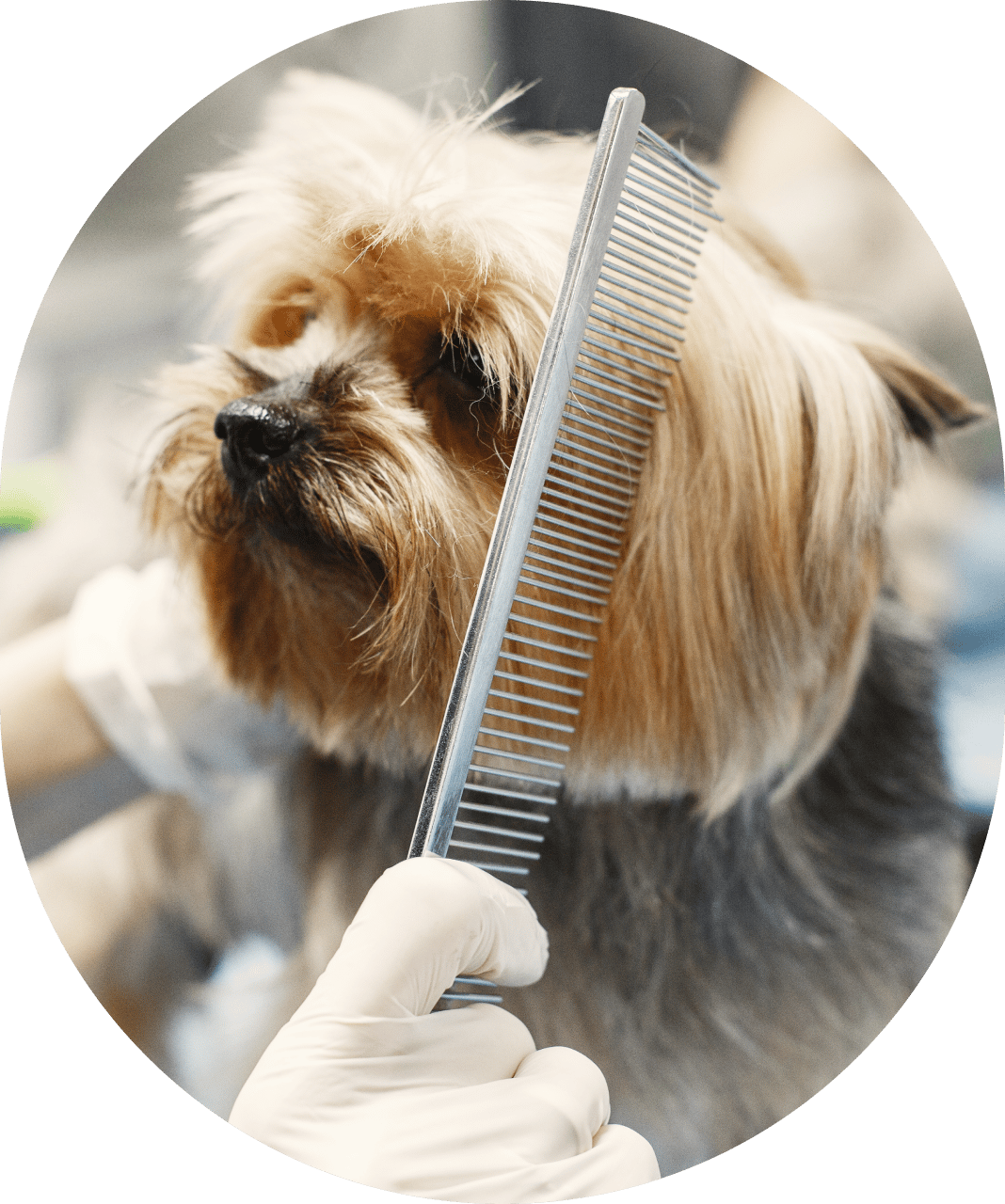 Dog getting combed