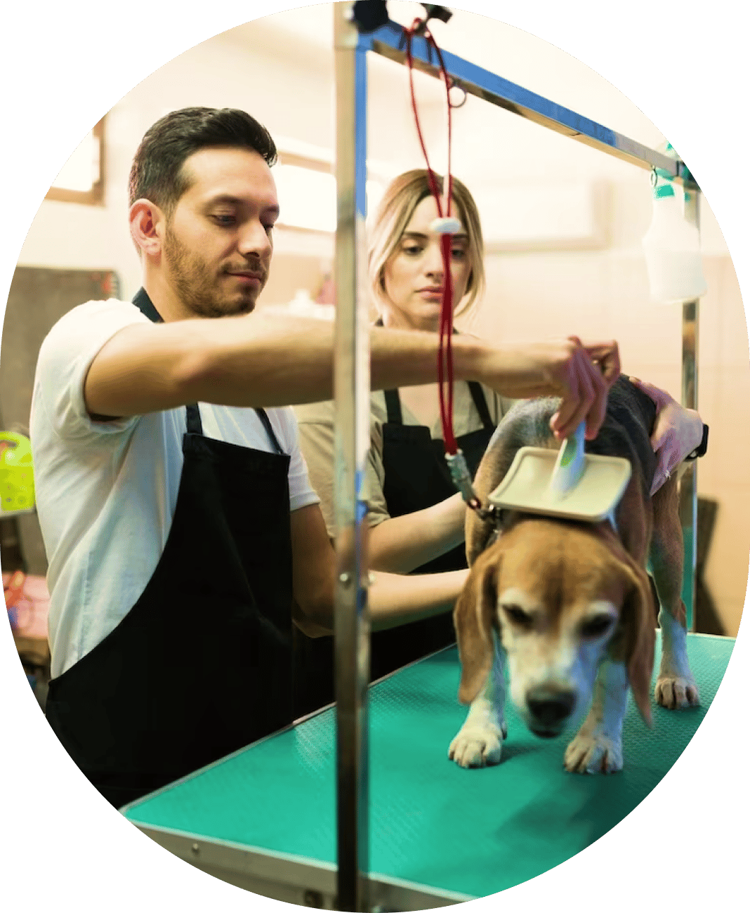 Two people grooming a dog