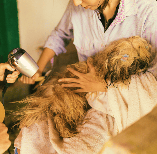 Dog getting blow dried